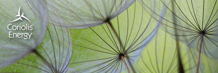 Image:  Close-up of dandelion seed head